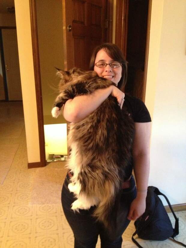4. Технически даже этого гиганта можно держать одной рукой животные, коты, милота