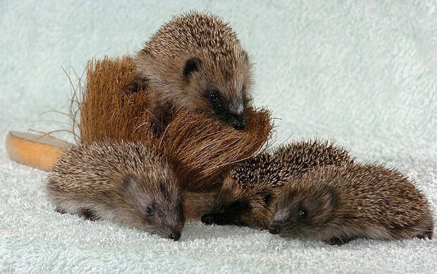 Hedgehogs03 Ёжики настоящие и нет