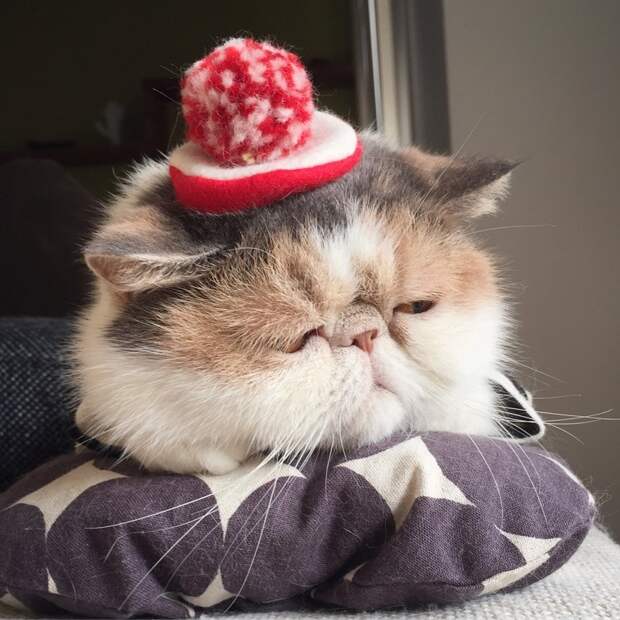 Буона — очаровательная японская кошка с безупречным чувством стиля Буона, Стиль, домашние питомцы, животные, кошка, милота