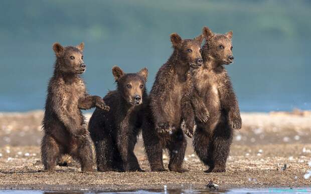 Четыре бурых медвежонка наблюдают за тем, как их отец ловит рыбу на ужин.