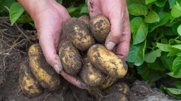 Хиты с огорода: аграрии назвали лучшие сорта картофеля 2022 года