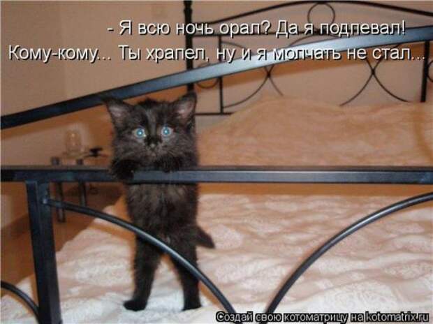 Котоматрицы(картинки с надписями)