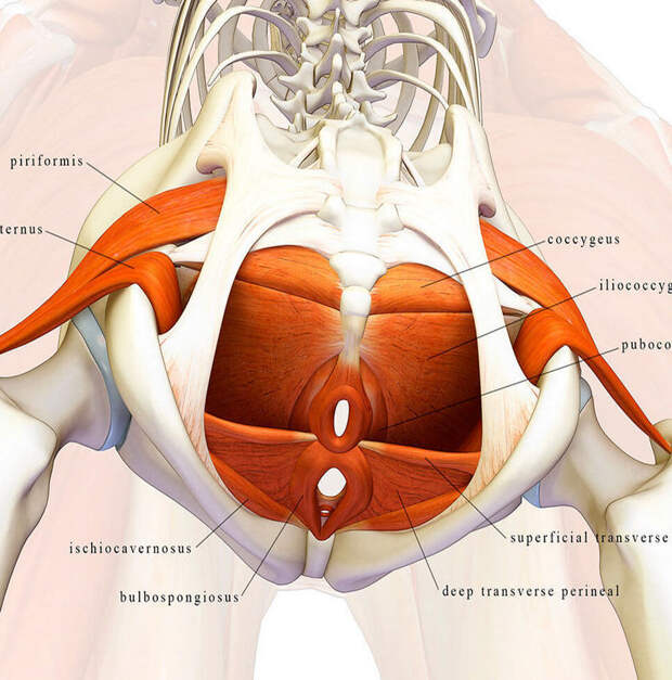 Укрепляем мышцы тазового дна