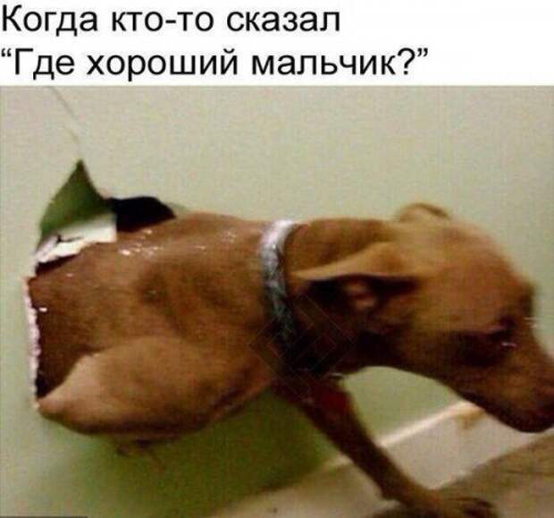 Новые прикольные фотомемы