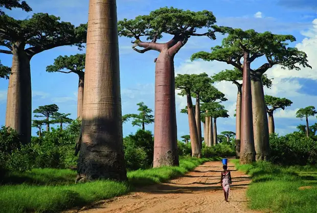 ����������� ���������� ����� �������� (Avenue of the Baobabs) �� ������, ����������