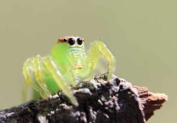 Самые красивые и милые пауки в мире — фото, названия и описание