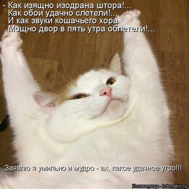 Лучшие котоматрицы недели (50 фото)