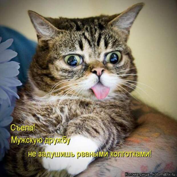 Котоматрицы(картинки с надписями)