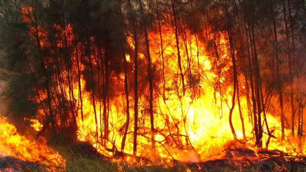 Лесной пожар площадью в 30 тыс. га тушат в Иркутской области