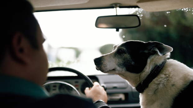 Кинолог Митин рассказал, как приучить собаку к езде на автомобиле