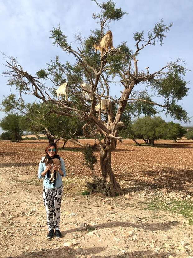 Козы, пасущиеся на деревьях, Марокко. Фото
