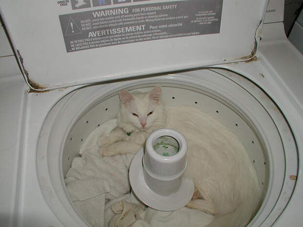 Фотография: 33 котика, которые заснули в самых удивительных и необычных позах №23 - BigPicture.ru