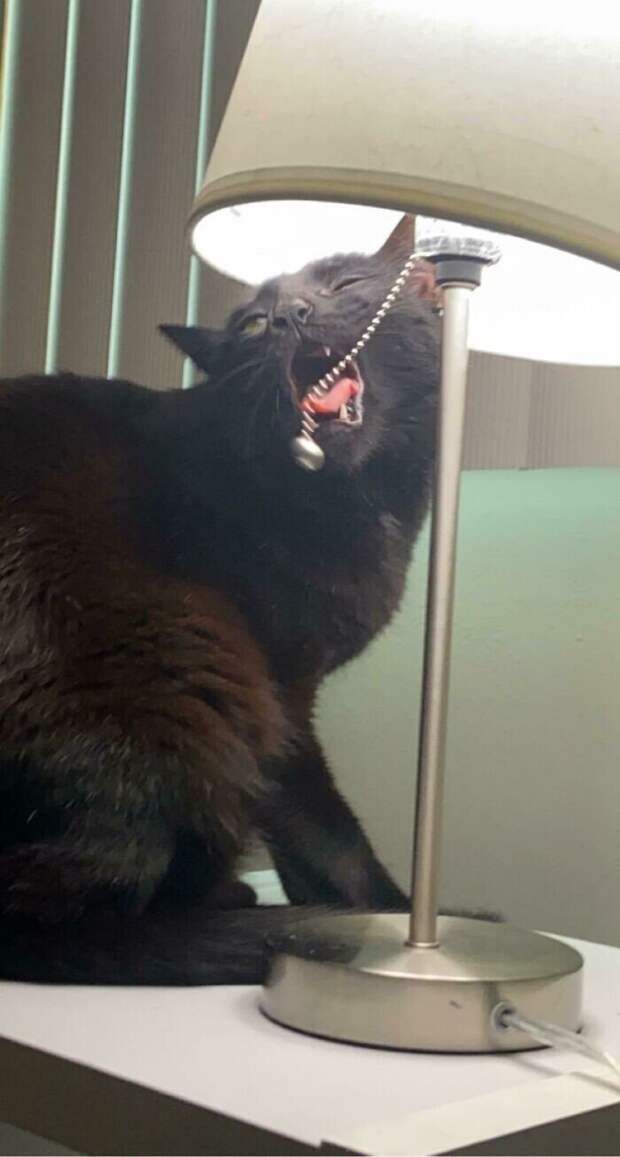 Умора: котейки, которые внезапно сломались Умора: котейки, которые внезапно сломались