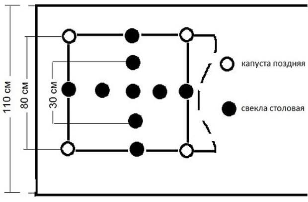 Схема высадки цветной капусты в открытый грунт