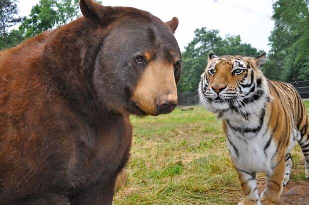 лев тигр и медведь. дружба животных, Лео Балу Шер-Хан