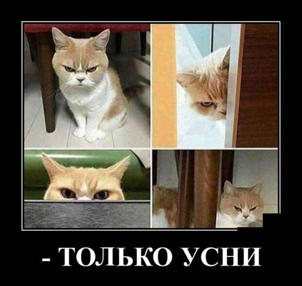 Демотиваторы (30 фото)