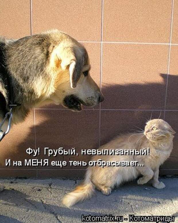 Лучшие котоматрицы недели (50 фото)