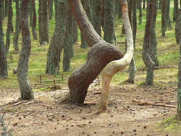 Танцующий лес на Куршской косе