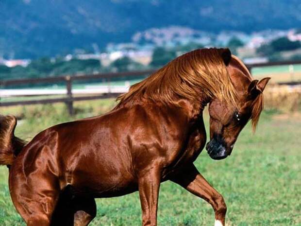 Самые красивые лошади. кони, скакуны, жеребята. Фото