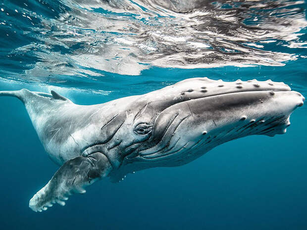fotografii kitov 15