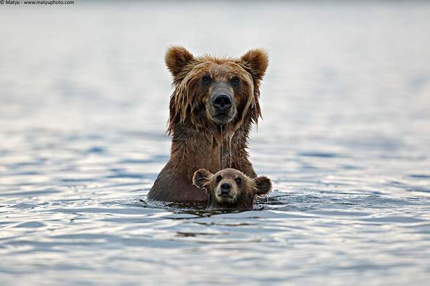 animalparents08 Эти животные научат быть хорошими родителями
