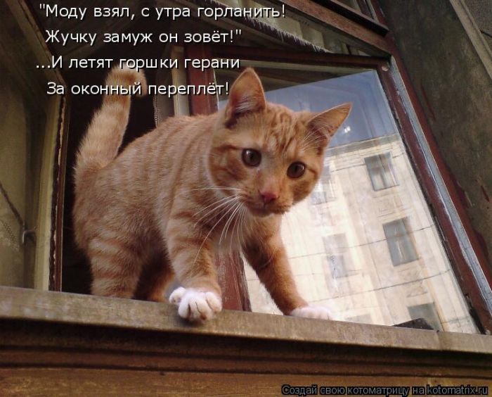 Лучшие котоматрицы недели (50 фото)