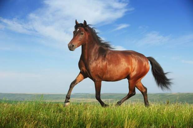 Температура тела лошади: норма, особенности и способы измерения