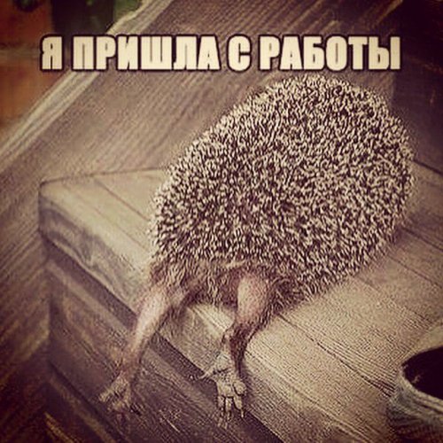 Смешные фотомемы (20 шт)