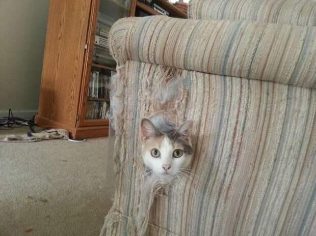 Когда кот намекает, что пора бы уже выкинуть этот диван