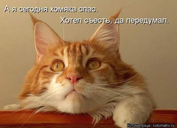 Котоматрицы(картинки с надписями)