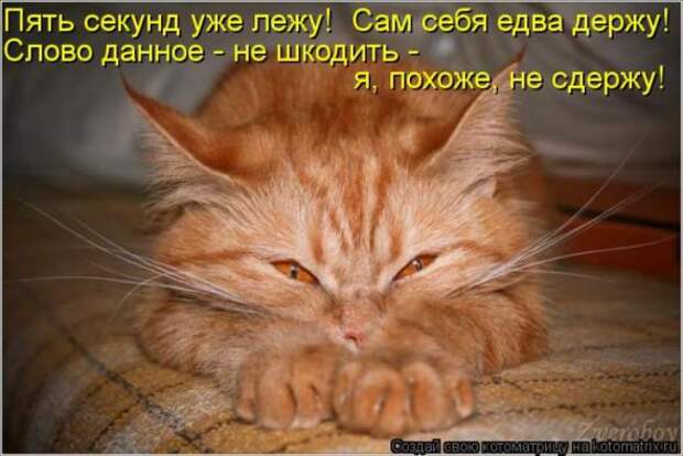 Котоматрицы(картинки с надписями)