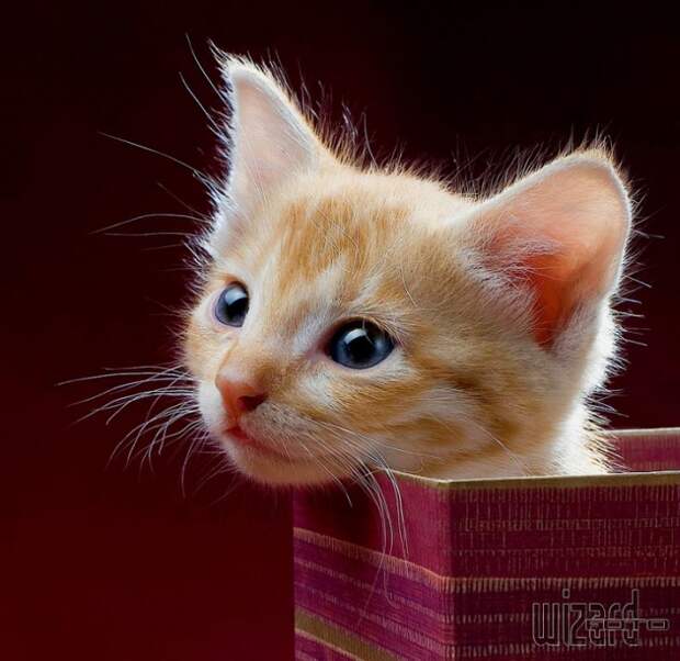 Позитив. Классные животные (89 фото)