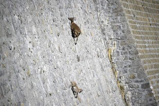 Почему горные козлы не падают горные козлы, животные, интересно, познавательно, почему, природа, удивительно