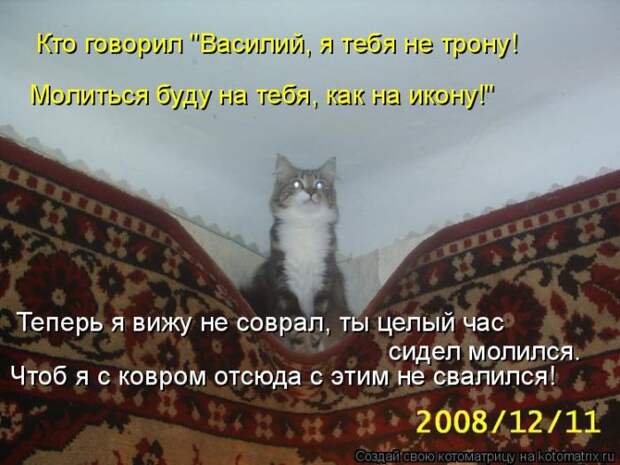 Лучшие котоматрицы недели (50 фото)