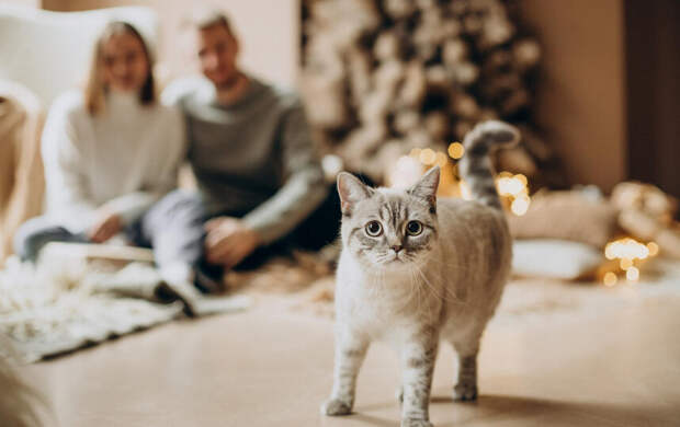 Ученые обнаружили, что мурлыканье кошек уникальнее, чем мяуканье