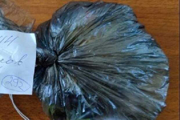 В Кирсанове 17-летняя девушка спрятала в дереве пакет с наркотиками