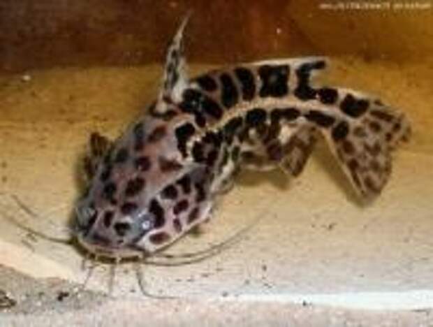 Сомики для домашних аквариумов 