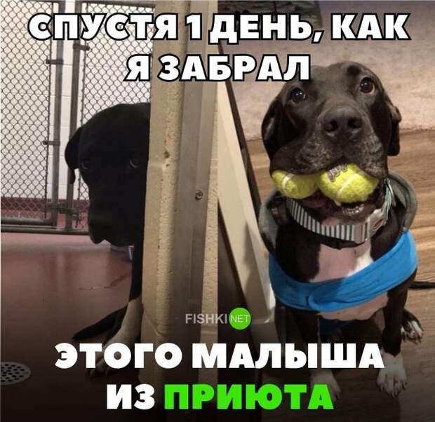 Картинки с надписями для настроения картинки с подписями, подборка, позитив, юмор