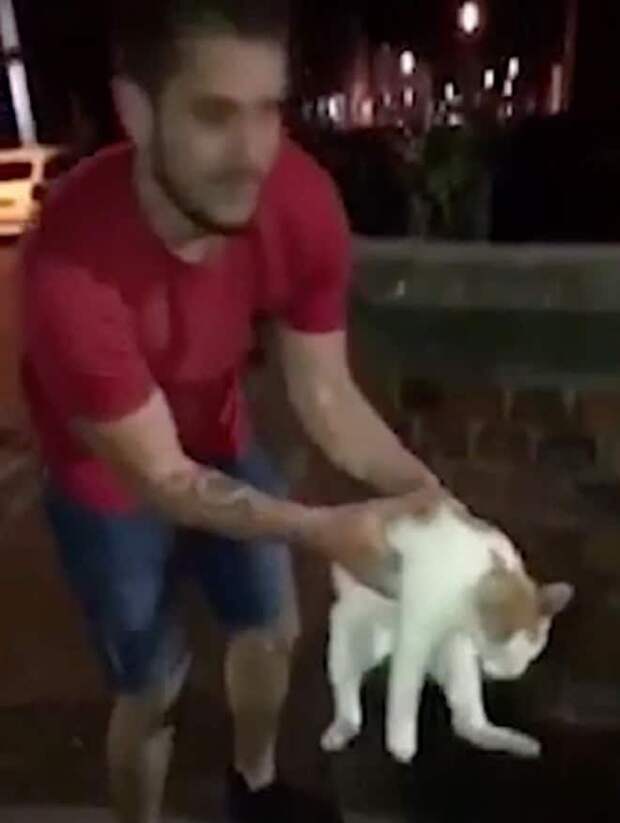 Кота держат