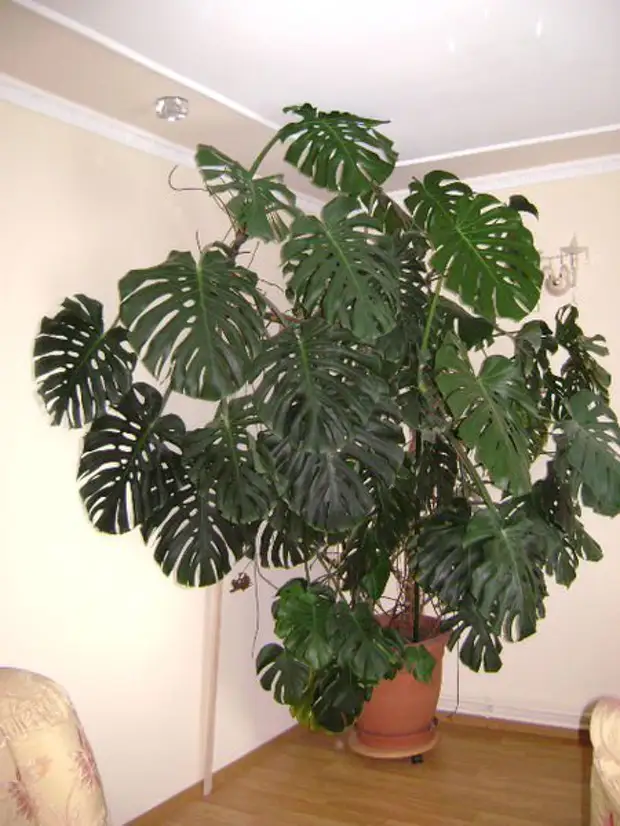 Монстера растение уход в домашних условиях комнатное фото