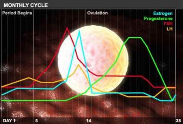 График менструального цикла
