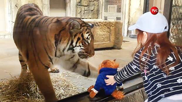 Результат пошуку зображень за запитом "В зоопарке тигр пытался стащить у девочки игрушку"