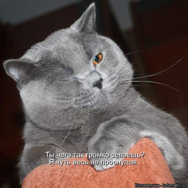 Лучшие котоматрицы недели (50 фото) Лучшие котоматрицы недели (50 фото)