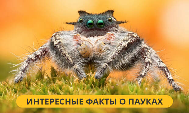 Интересные факты о Пауках Интересные факты о Пауках