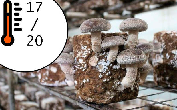 грибы в теплице