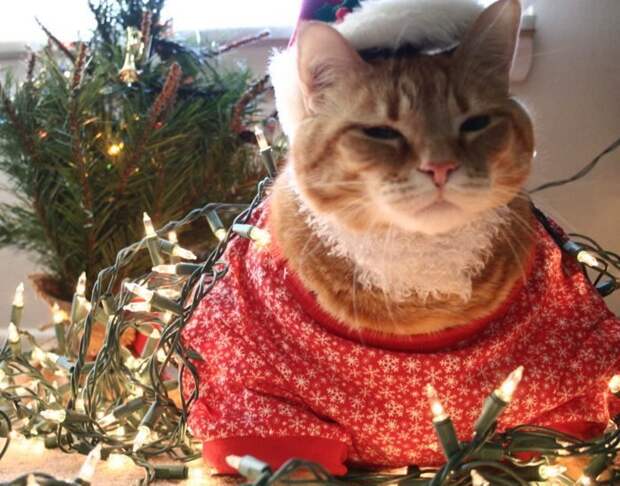Новогодние коты животные, кот, новый год, рождество
