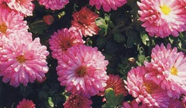 Хризантема Mei-Kyo Хризантема Mei-Kyo