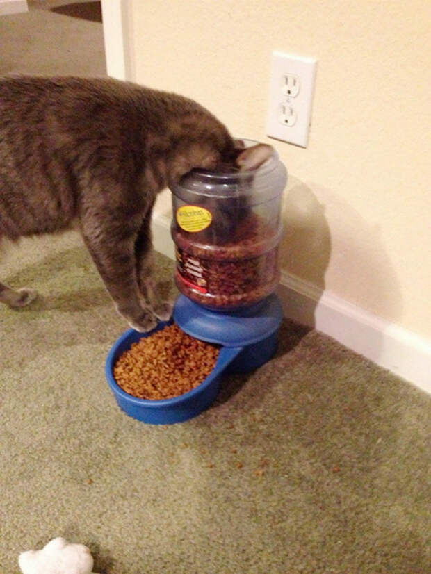 Кошка, которая сломала систему. Кошка, которая сломала систему.