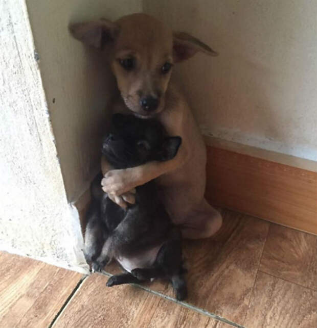 Бездомные щенки не могут перестать обниматься после того, как их спасли