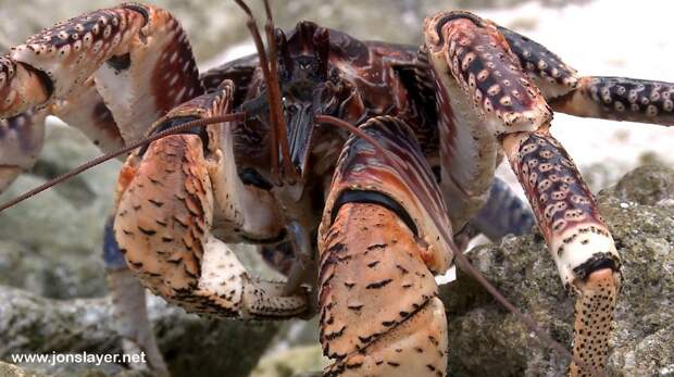 Coconutcrab24 Самый крупный представитель членистоногих, кокосовый краб!